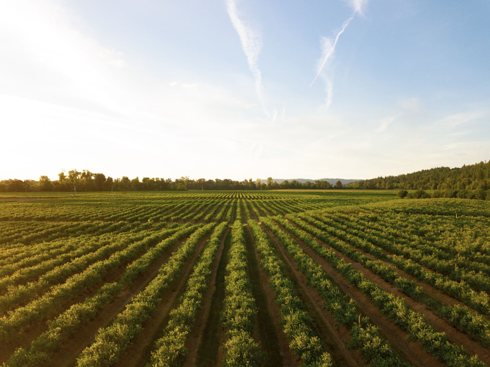 Farmers Field